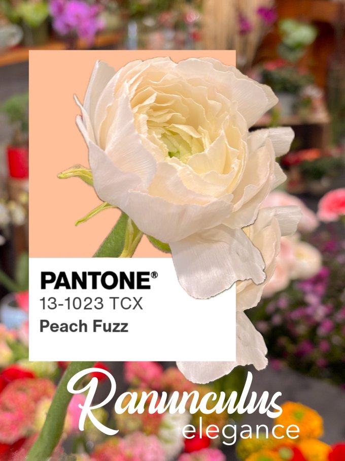 Fleurs de février photo 12